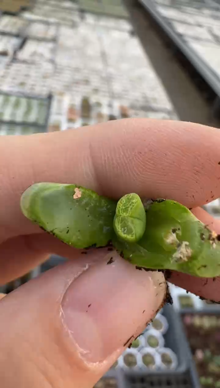 【闪购商品】6-61云朵窗