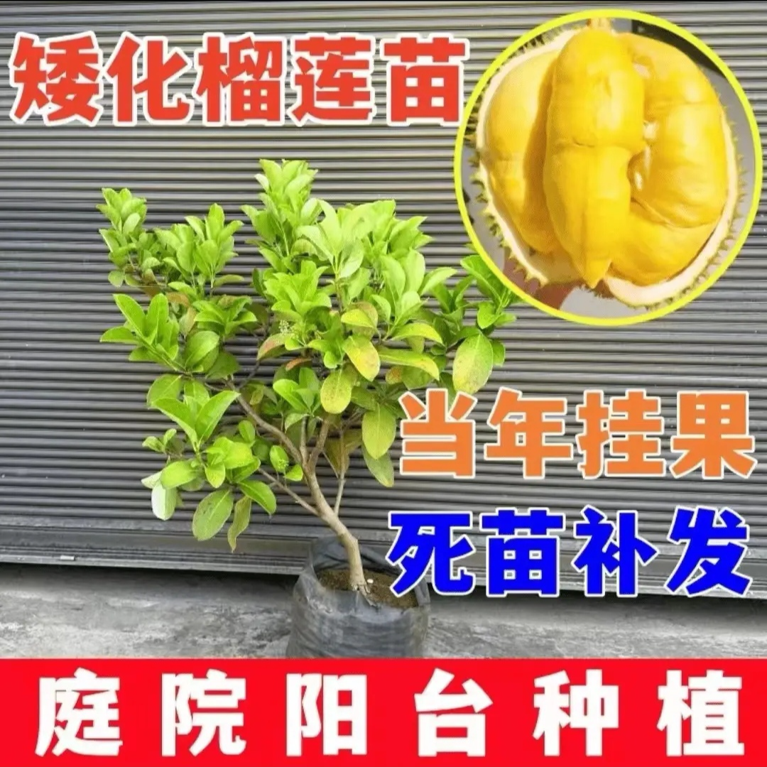 **金枕榴莲树苗耐寒耐高温 猫山王榴莲苗南方北方种植当年结果**