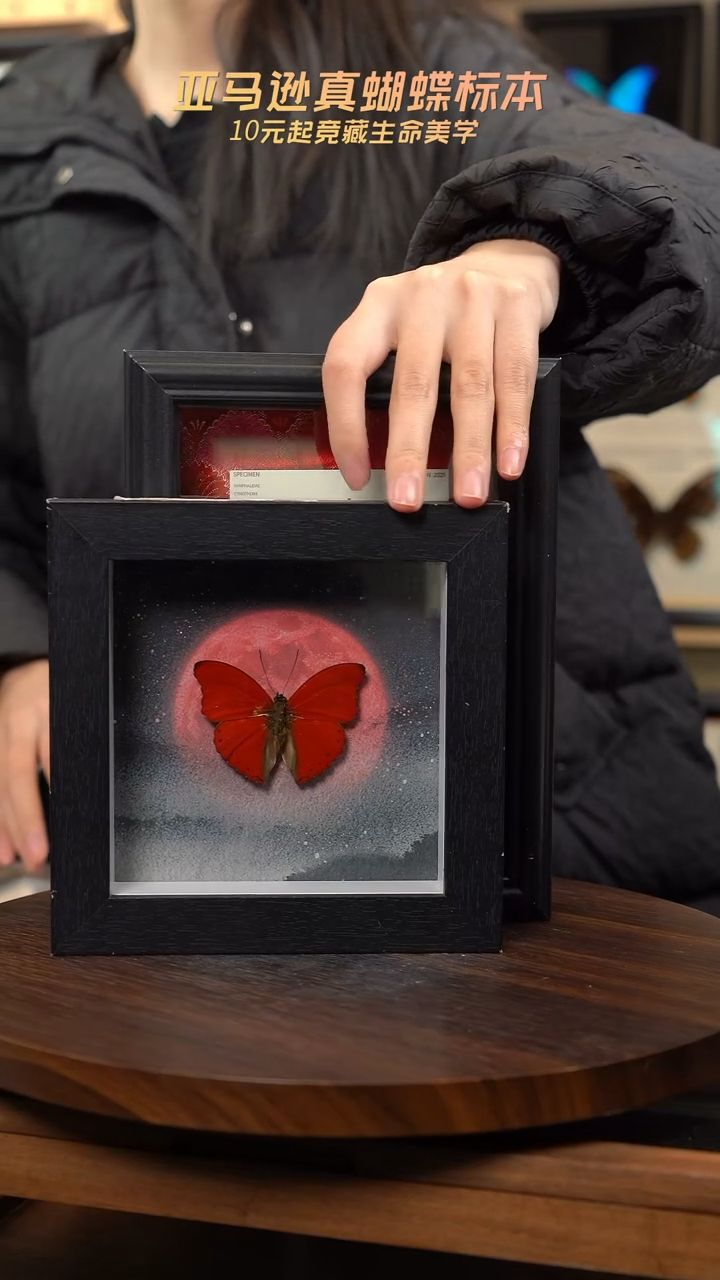 血漪蛱蝶6寸黑色方框红日款