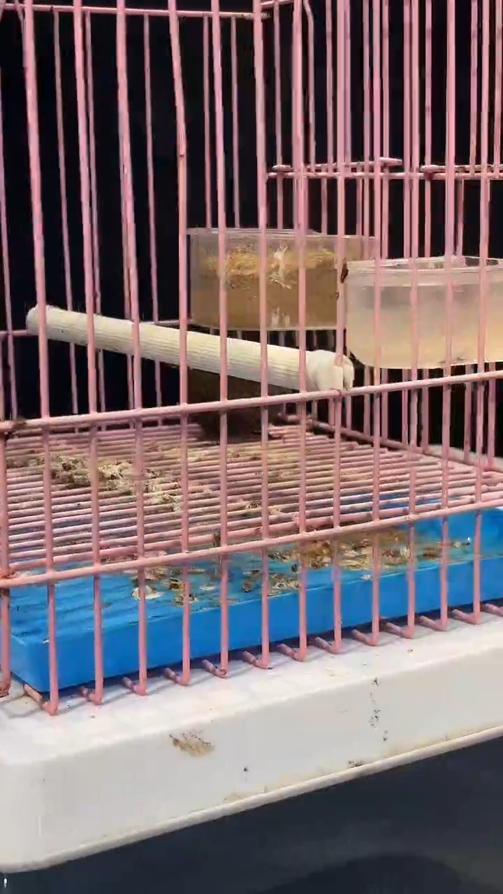 22号 鹪鹩 养笼  0元起拍