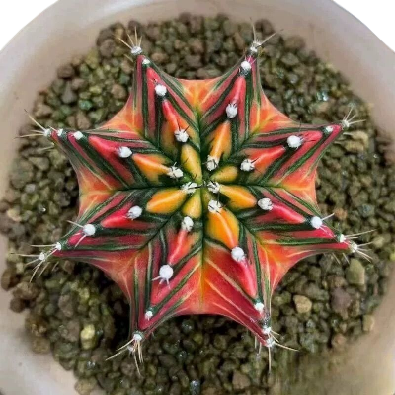 肉肉园艺仙人球一物一拍链接 福建基地直发包邮包保温箱适合欣赏