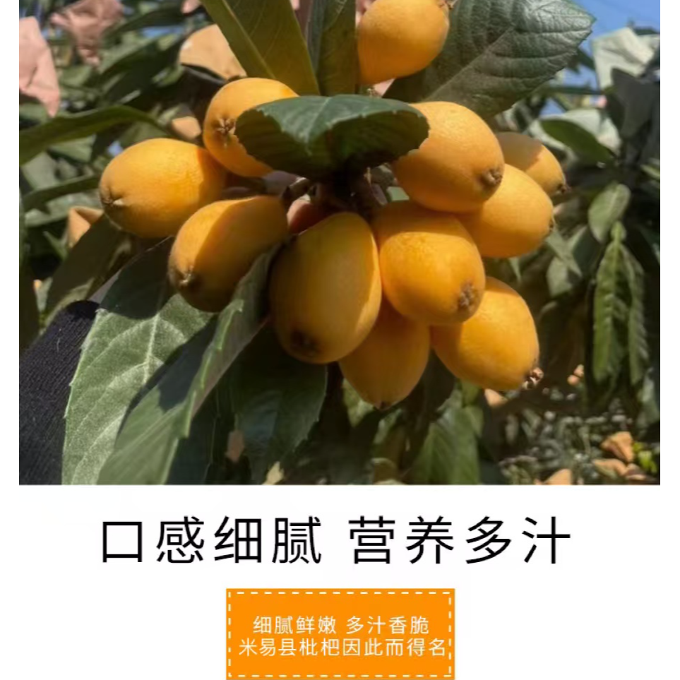 【坏果包赔】正宗攀枝花米易高山枇杷多汁香甜新鲜采摘当季水果