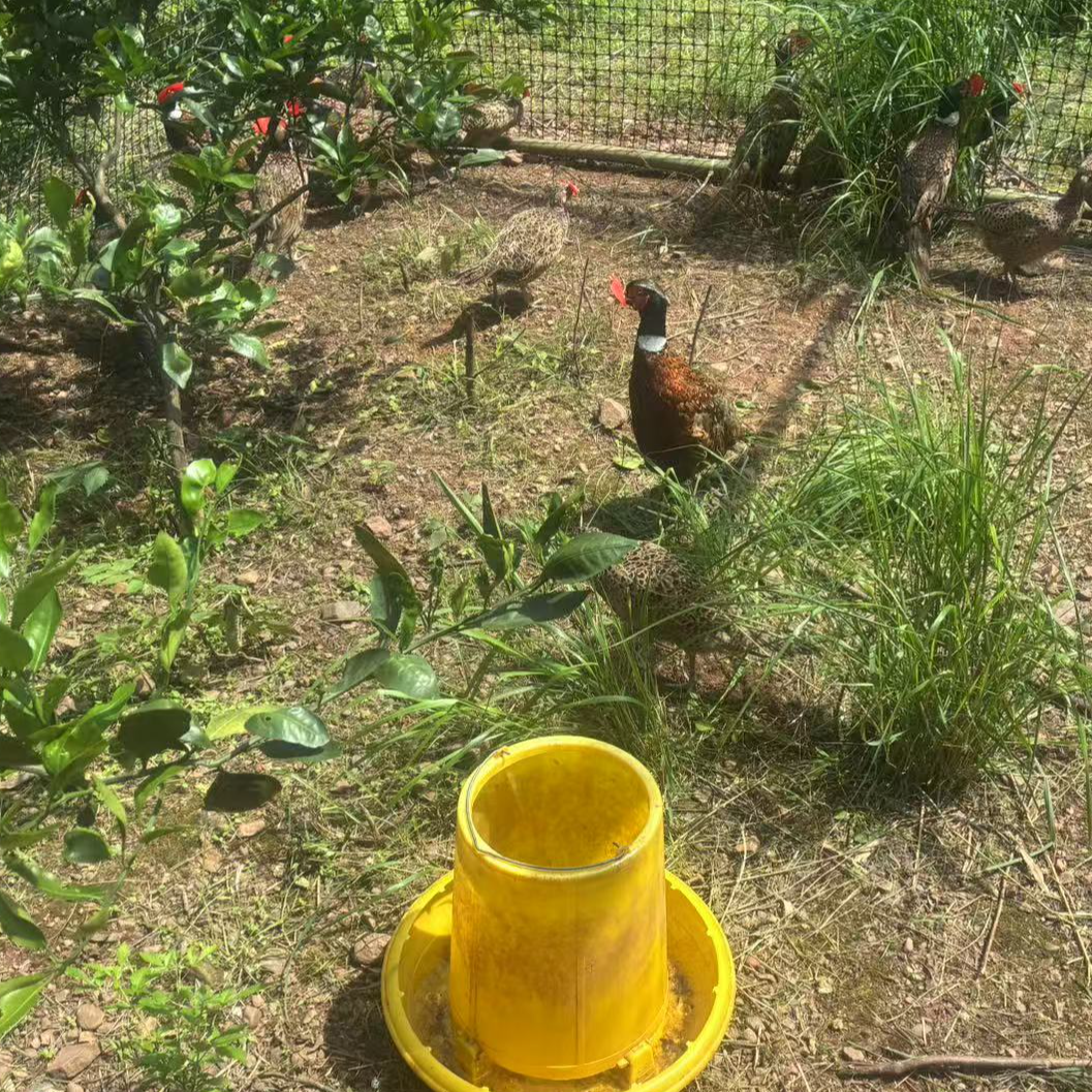 【一只公鸡】粮食鸡会飞的鸡粮食鸡包邮包售后