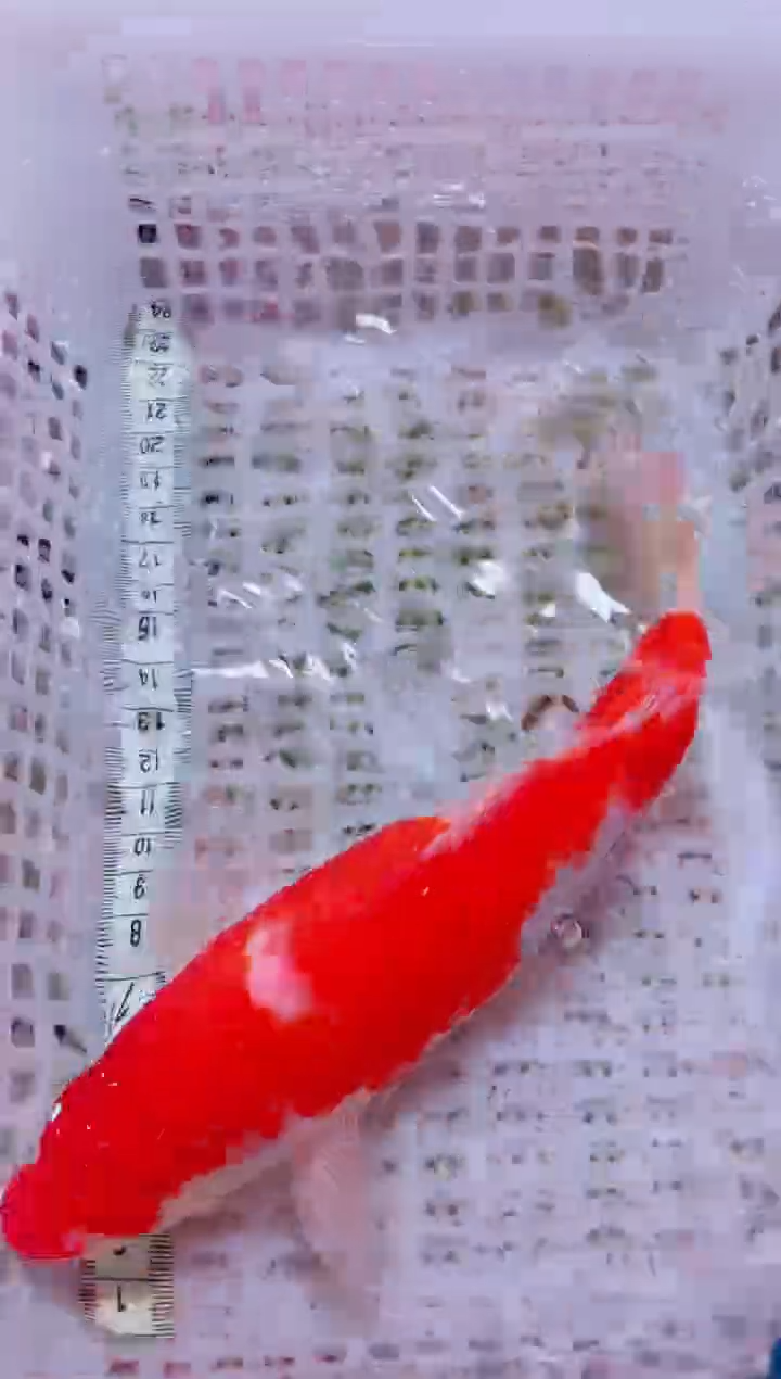 锦鲤血统锦鲤全场包邮50