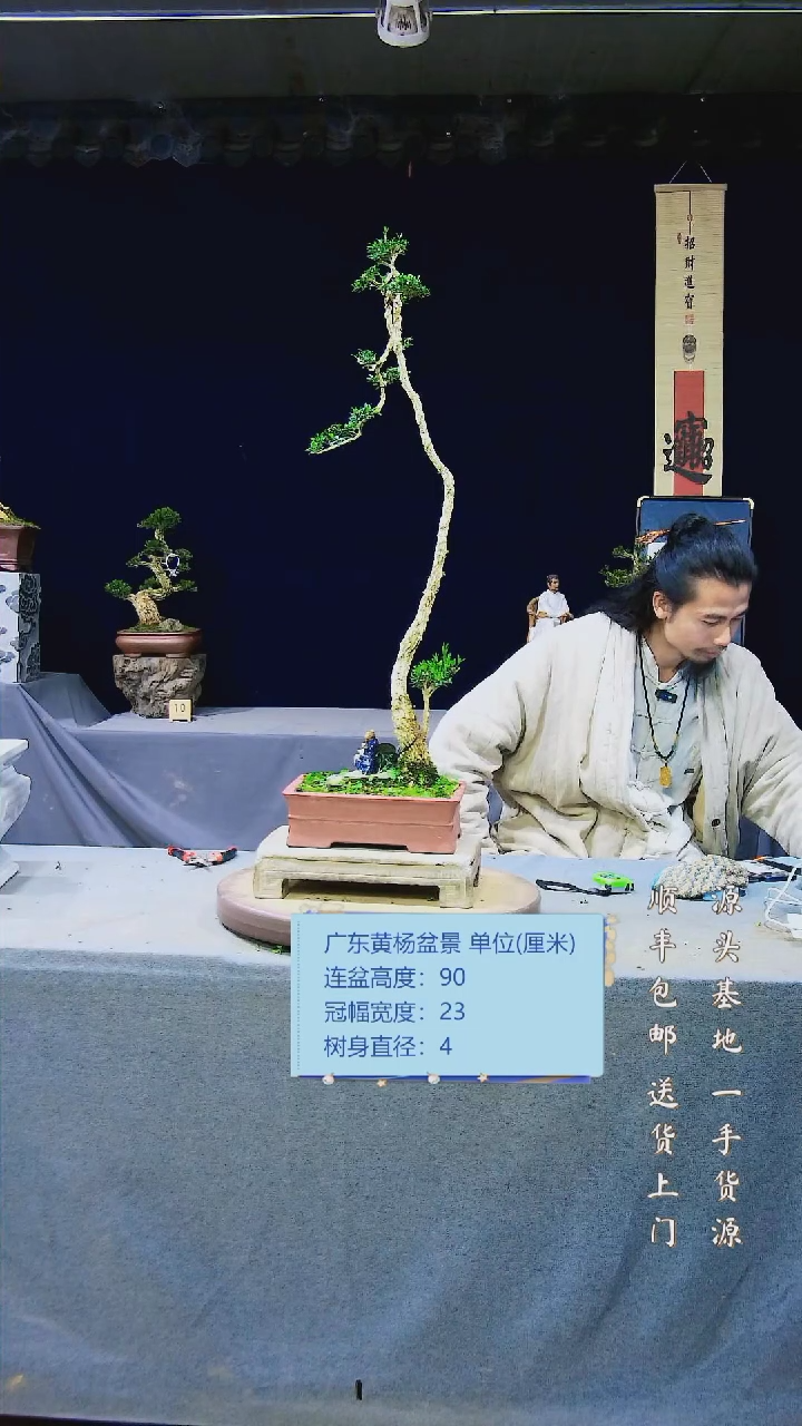 【闪购商品】黄杨盆景黄杨盆景