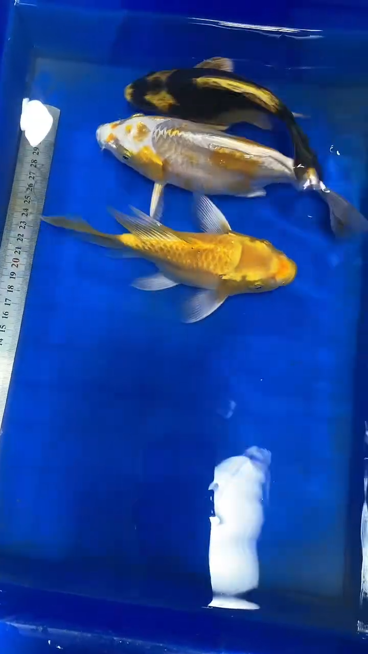 蝴蝶鲤鱼k**T蝴蝶鲤直播选鱼专用链接 凭开箱视频售后
