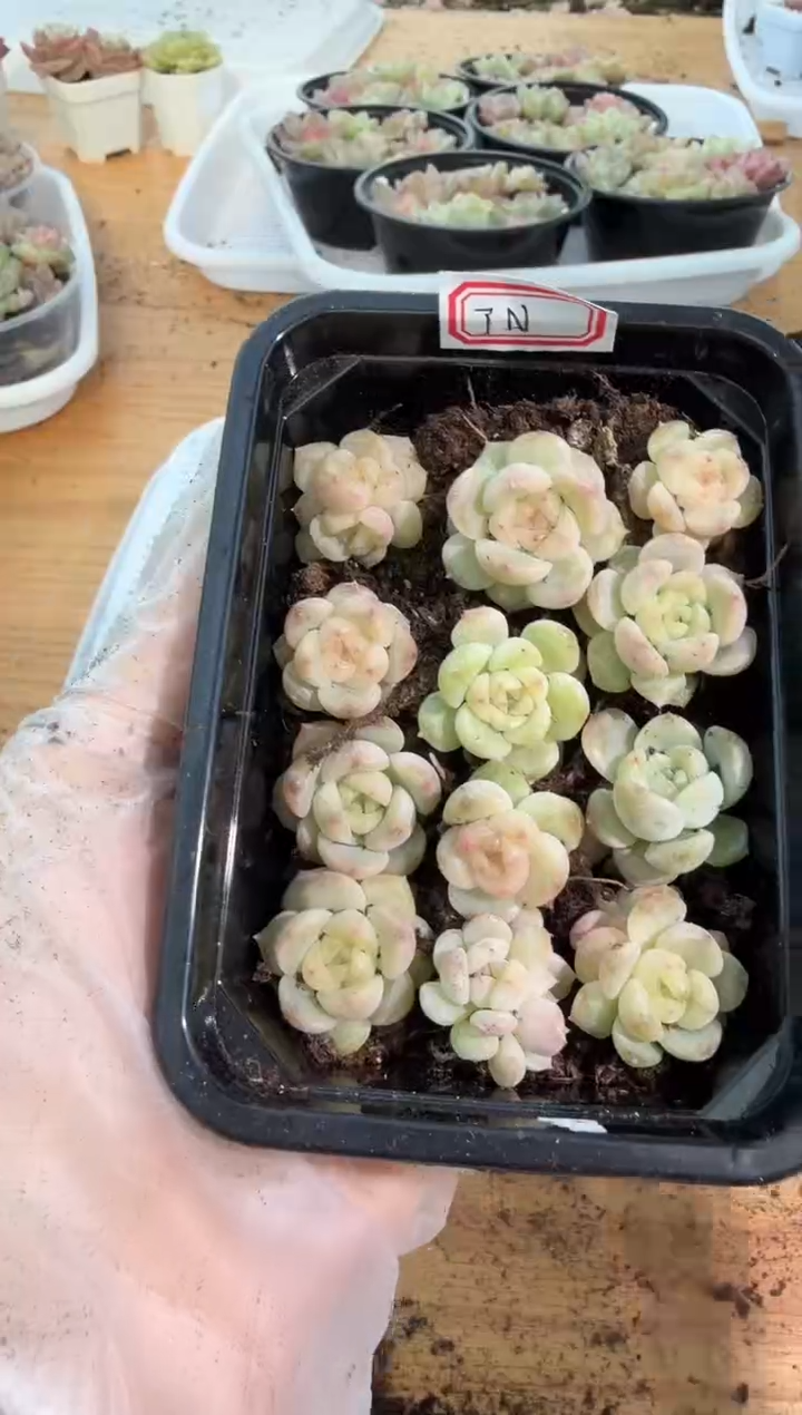 TN切糕1盒 量拍多肉植物