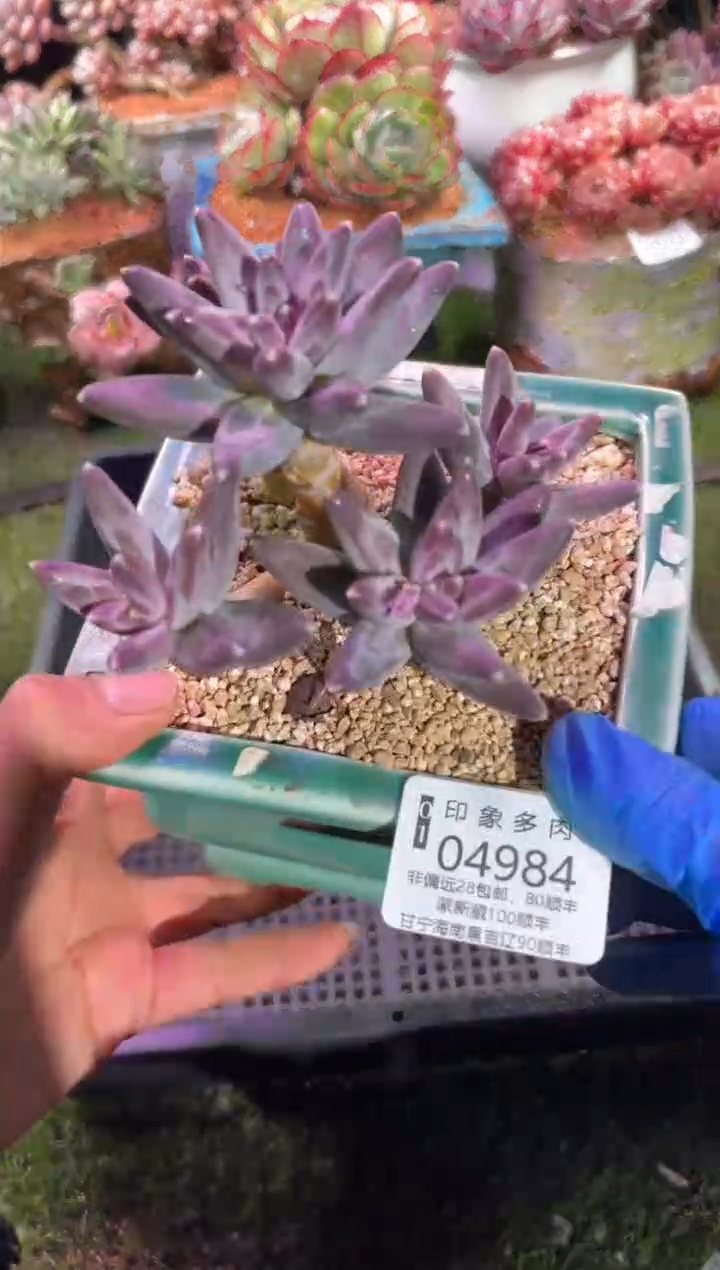 【闪购商品】04984