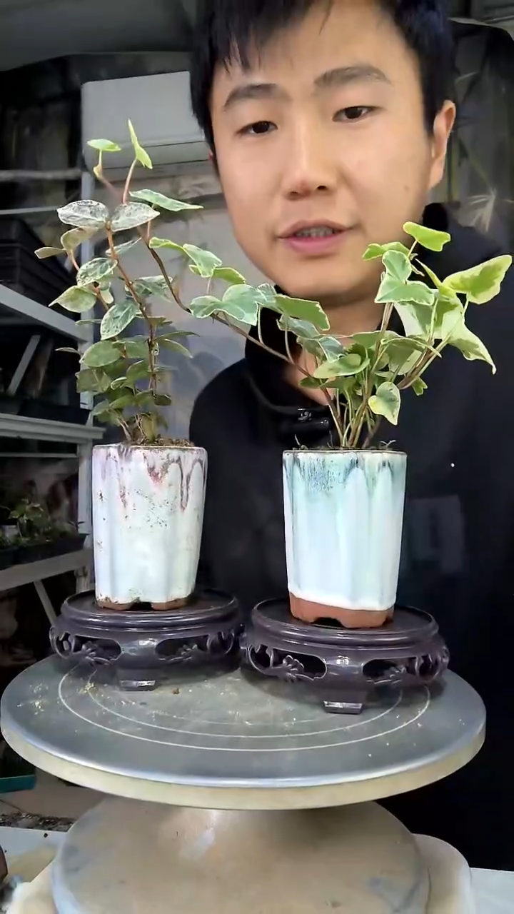 风**念中青园艺一物一拍花474