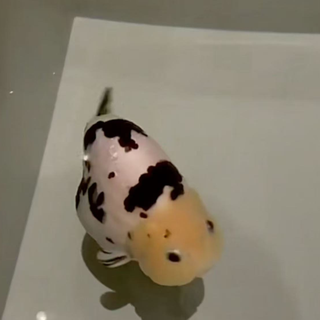 四选商品苗 五条+二条备损2-6公分 随机发货