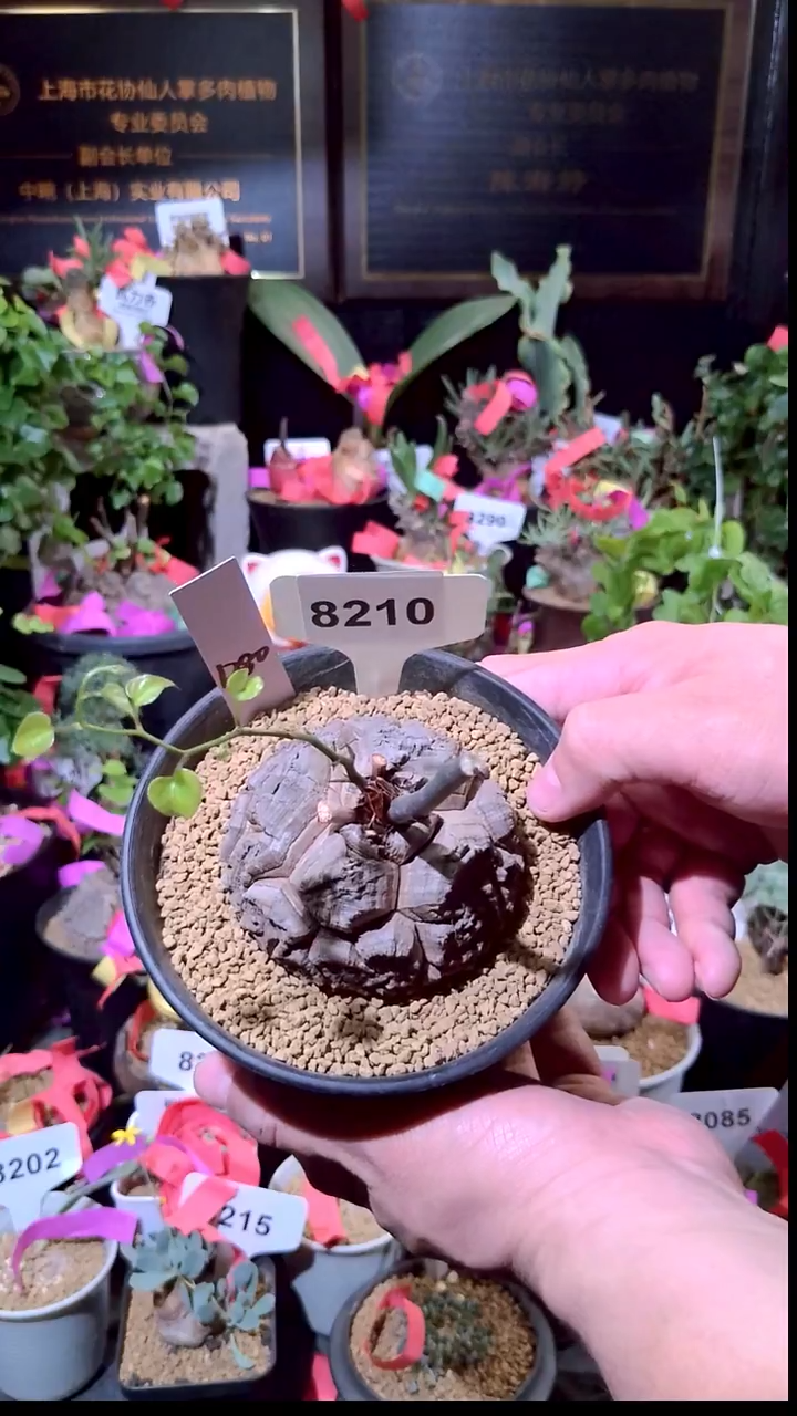 8210号1230精品植物南非龟甲龙单颗