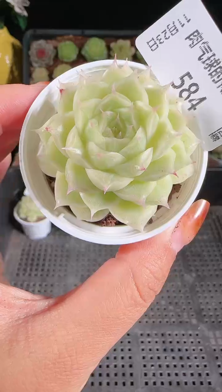 1123-584菠萝群生不包整