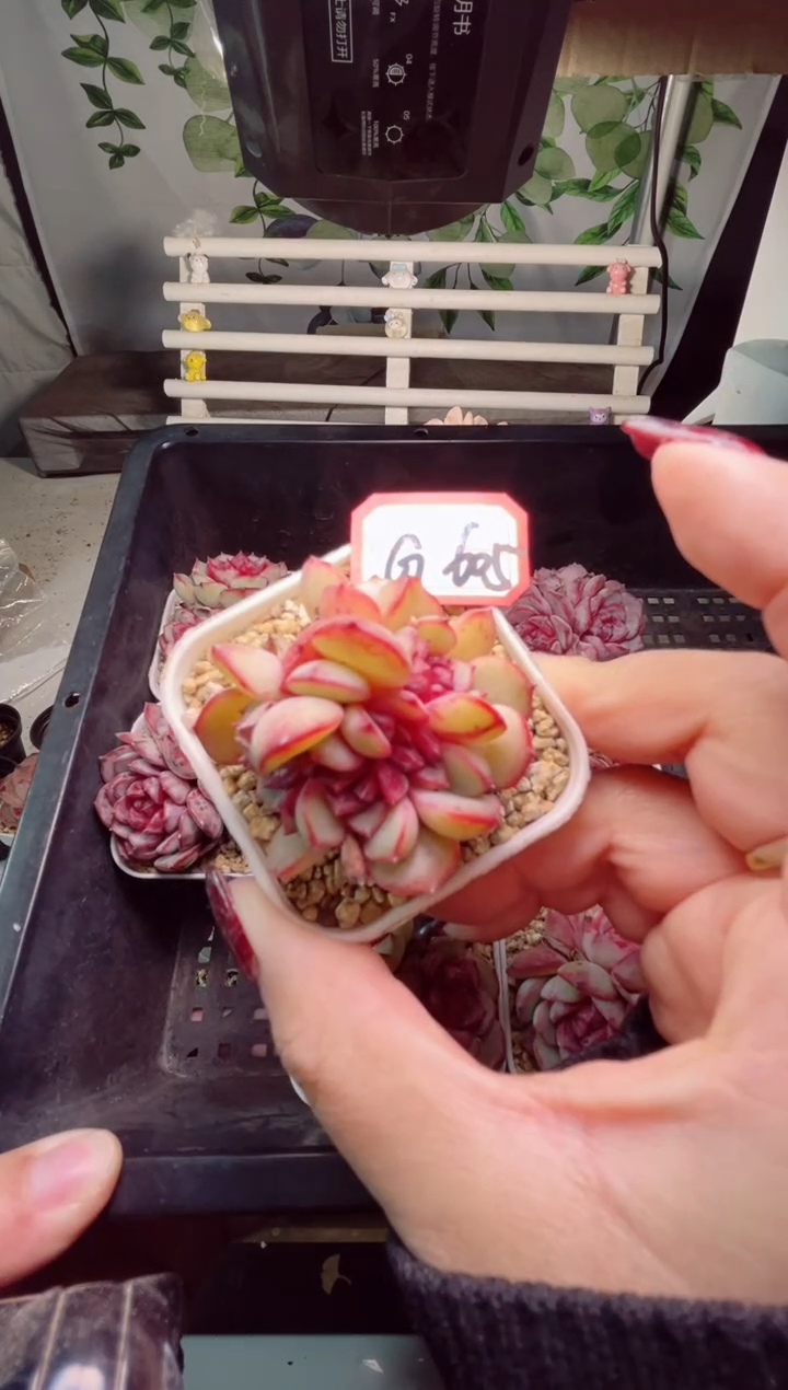 【闪购商品】G605花千骨一物一拍