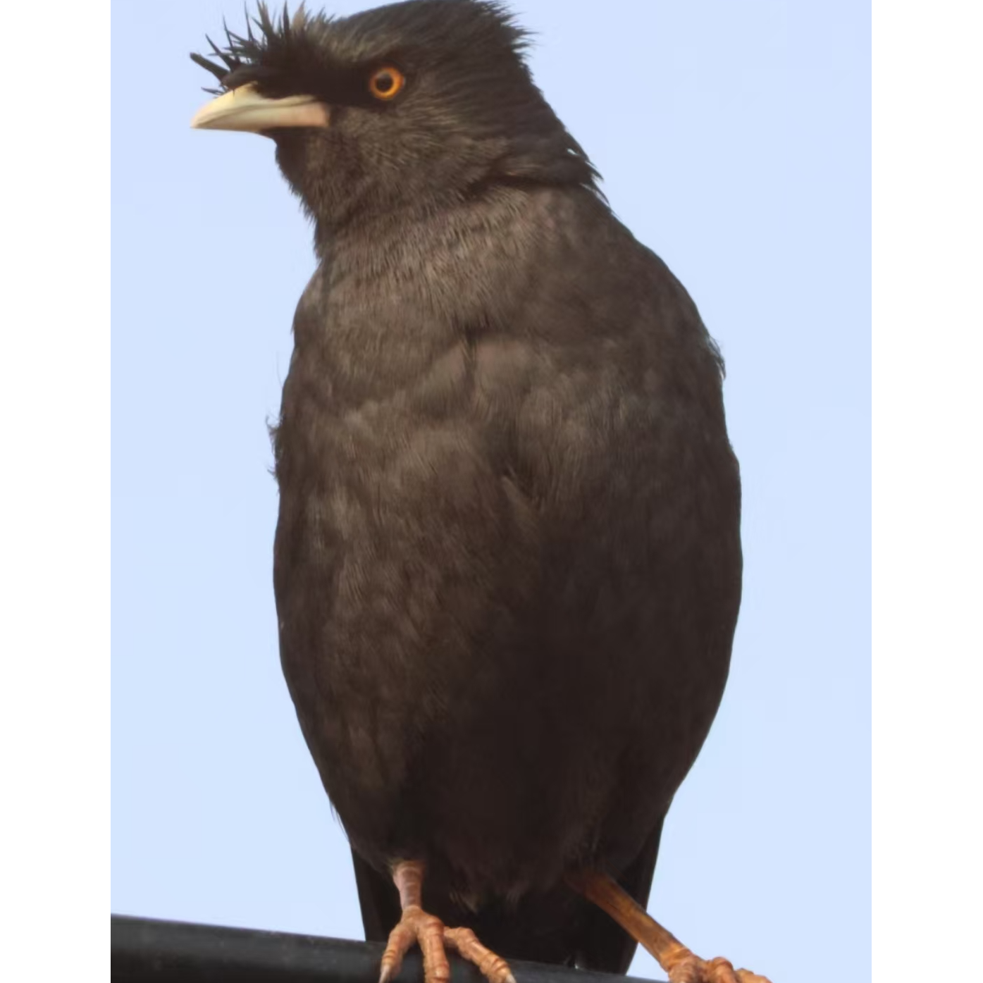 活体黑巴(会吃转喉)（购买前请阅读购买须知）