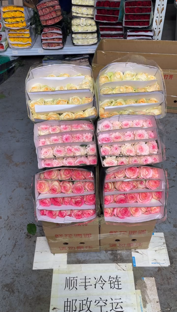 艾沙20枝+香槟20枝+洛神20枝