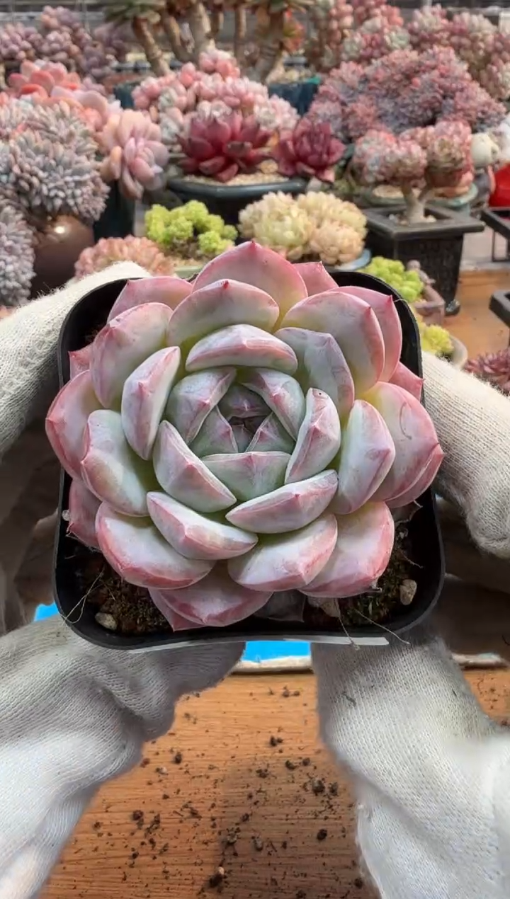 东云多肉园三号店-100