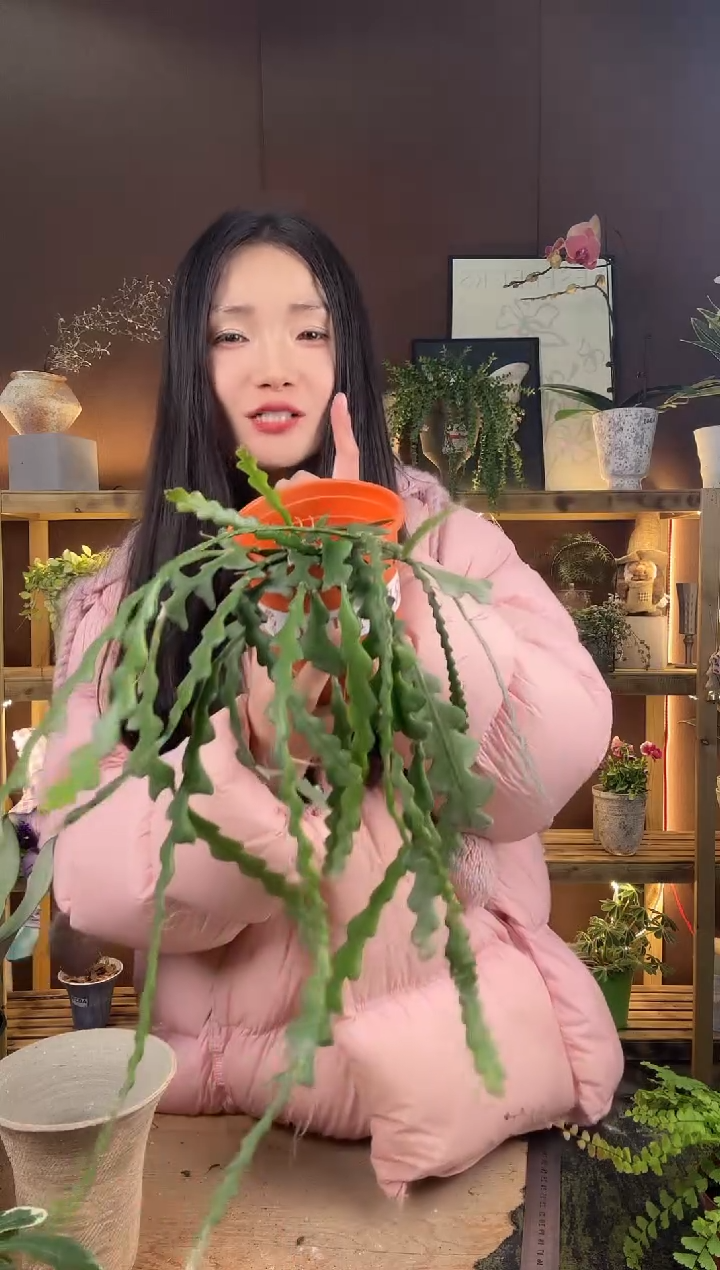 以实际为准?*蟹鱼骨育苗盆007