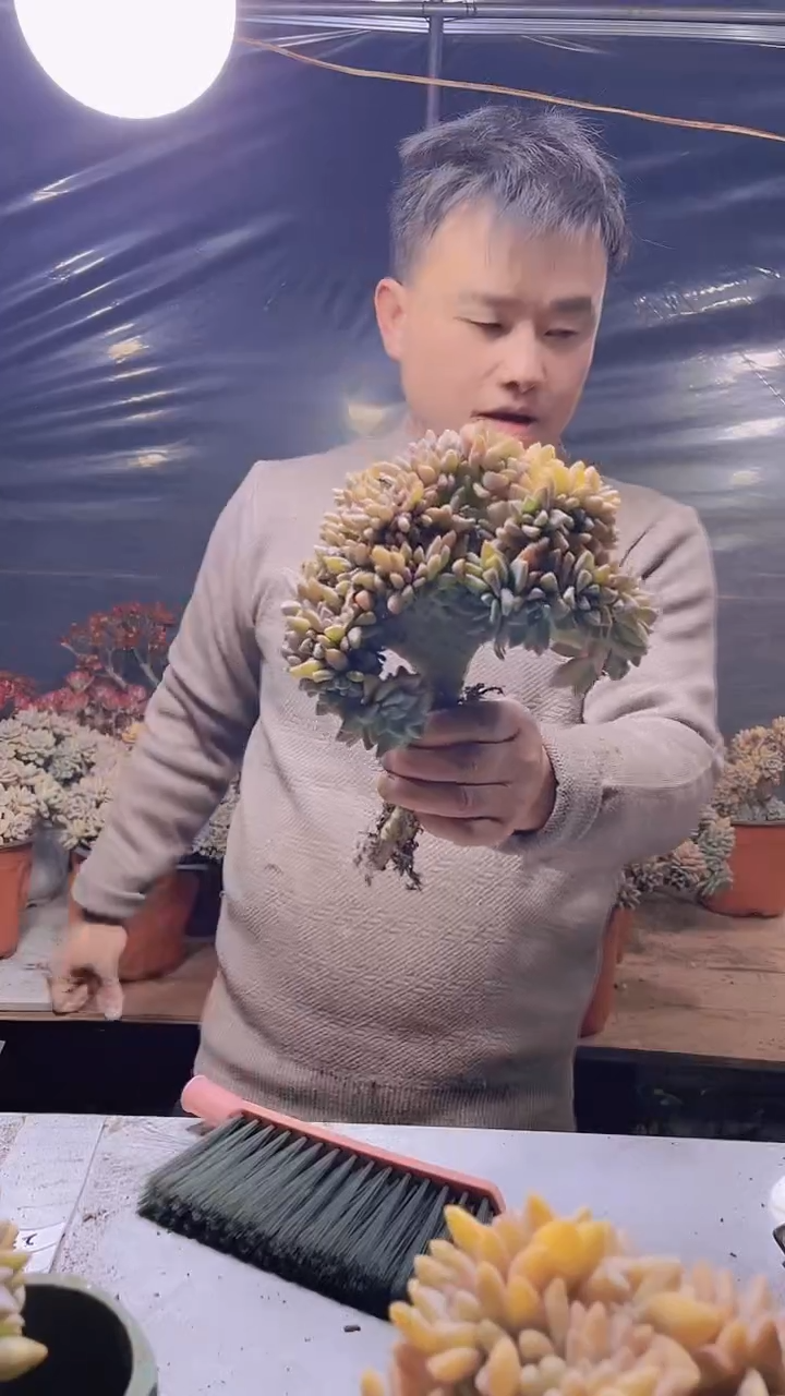 【闪购商品】缀化292