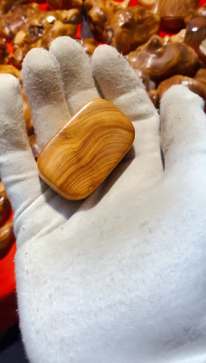 【闪购商品】柏木54崖柏崖柏崖柏