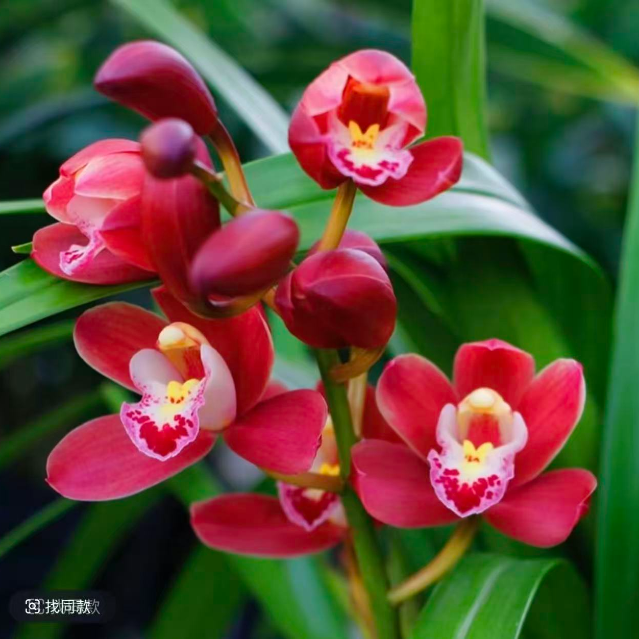 惠兰 红宝石 红花浓香型 花期11-3月份自然棚养殖兰花