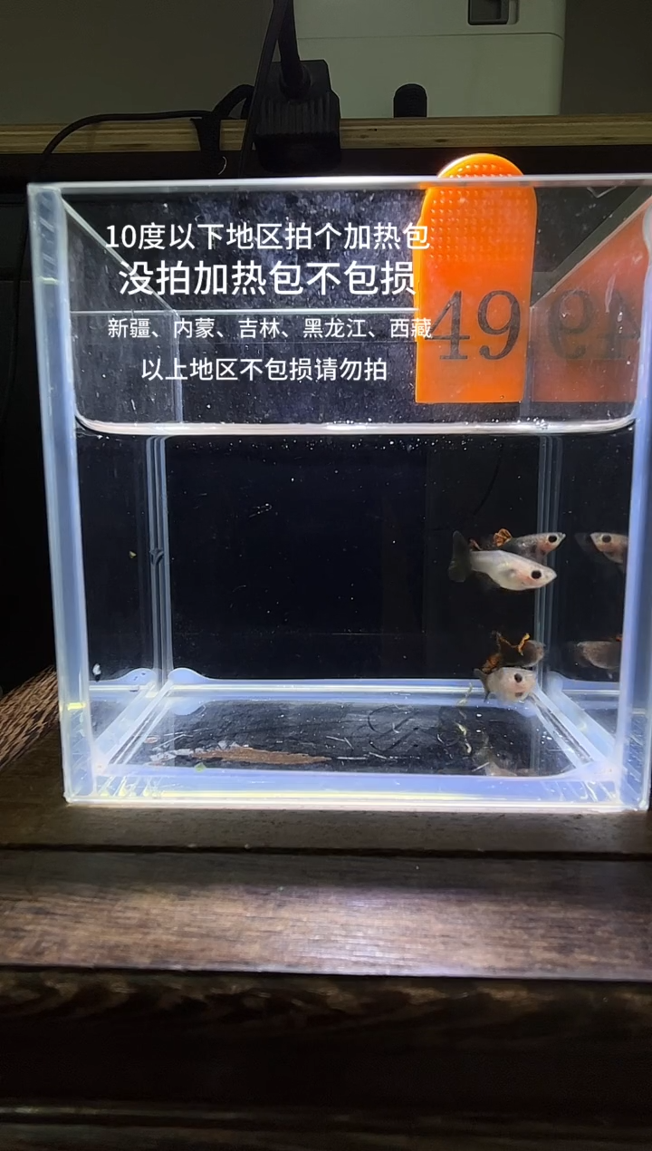 孔雀鱼红龙玻璃猫普通体编号49