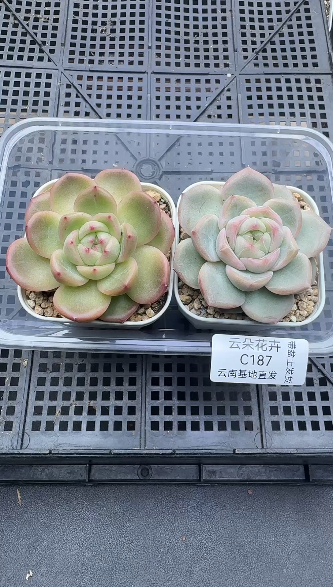 珍妮杂交多肉C187