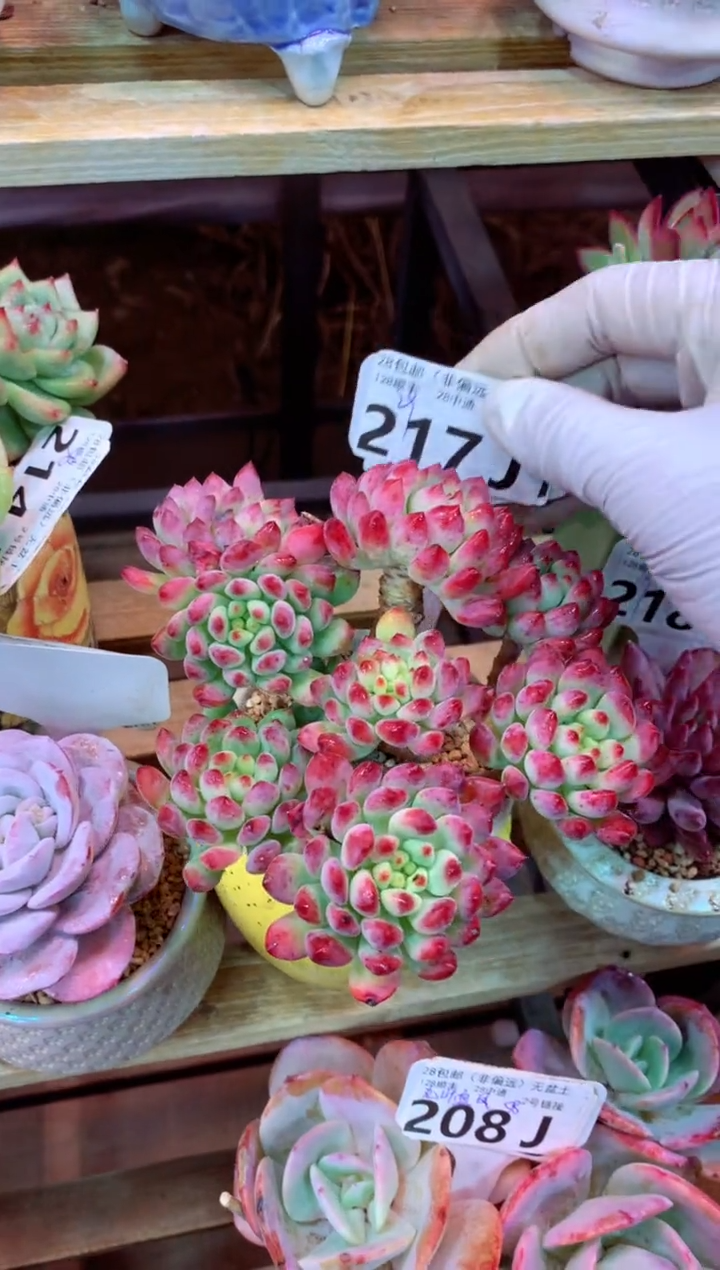 217J（一物一拍，精品多肉，w所见即所得 ）