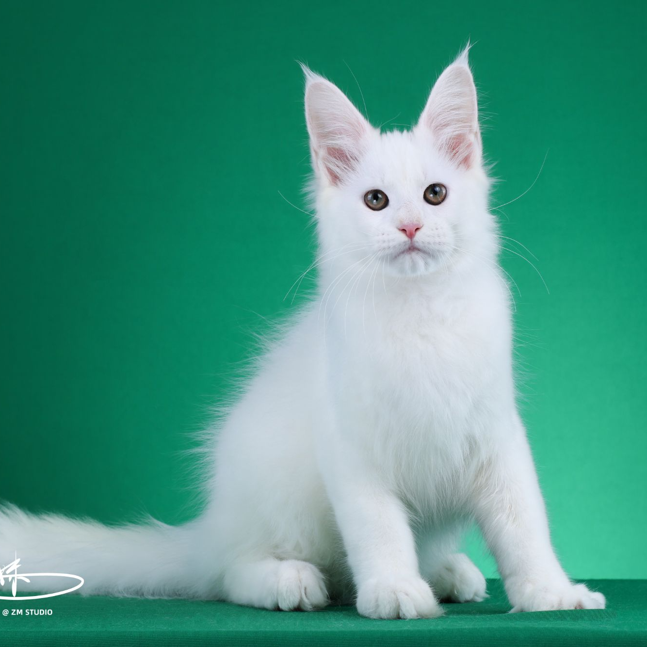 来了姊妹-纯白缅因猫 弟弟 77