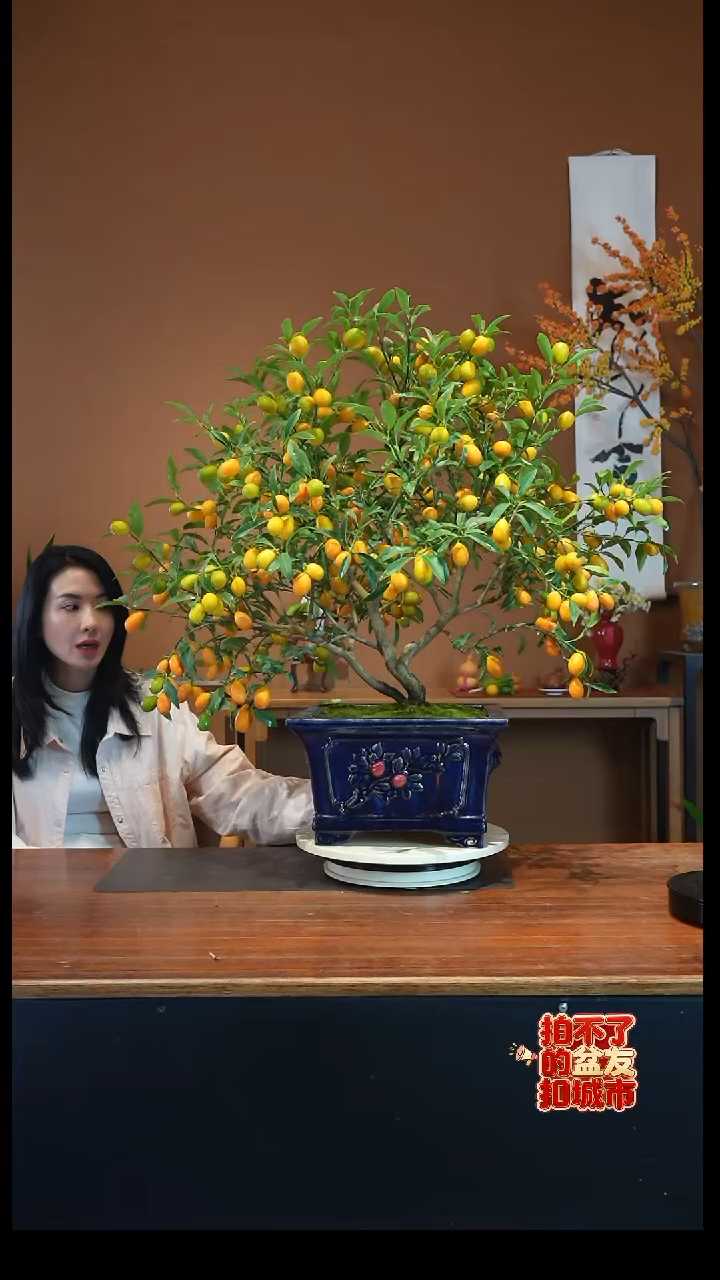 全部花朵P****2金枣盆景盆景盆景