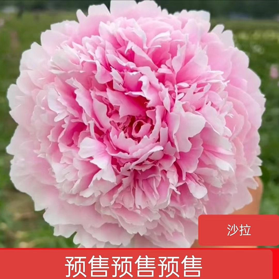 进口芍药（沙拉）基地直发包对版带芽耐寒好养先发花肥秋天发苗