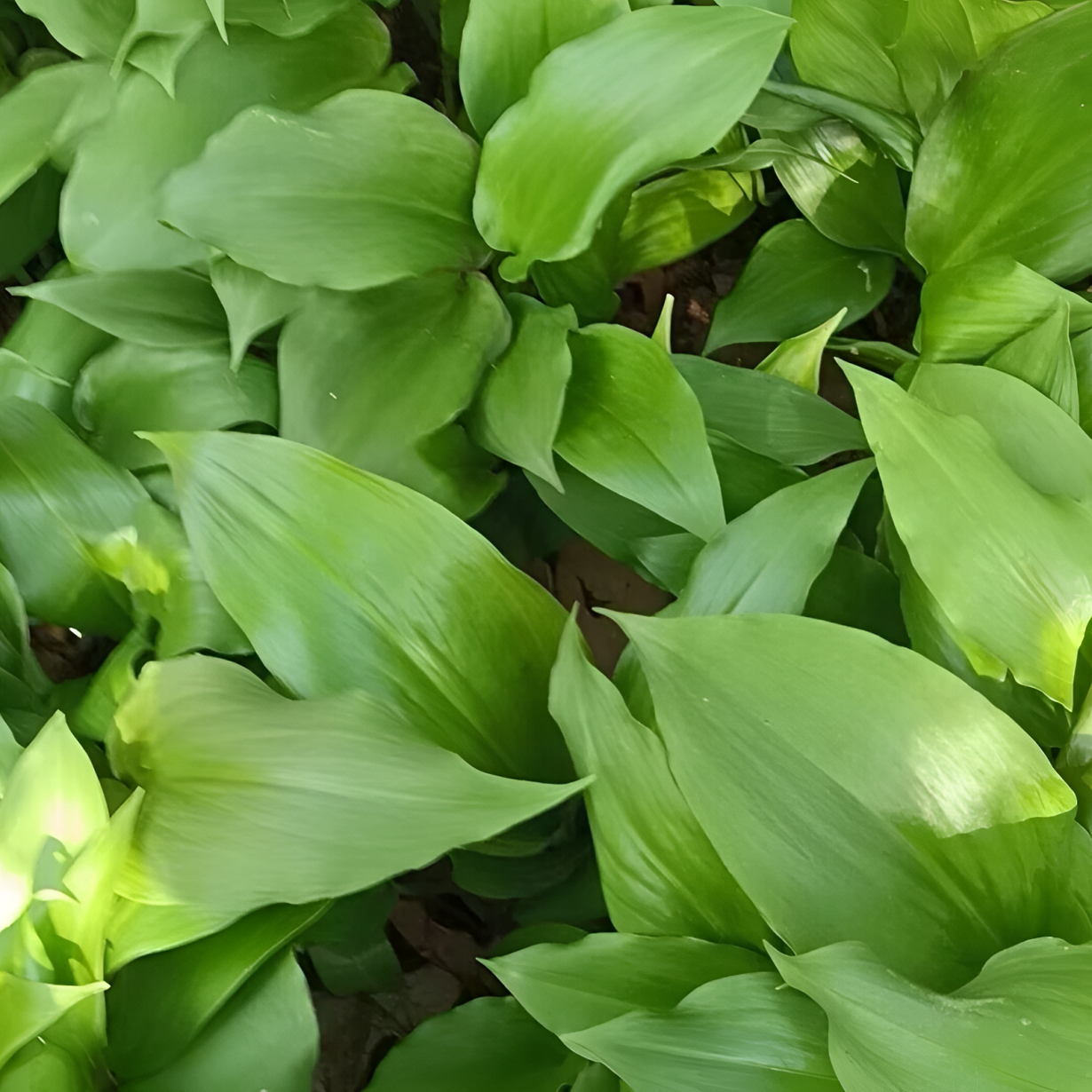 【山葱种子】四季种植盆栽地栽阳台小院种植