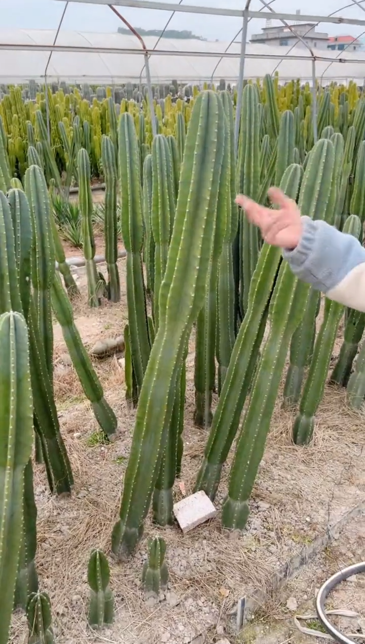 【闪购商品】【带根】80 100 120cm 量天尺