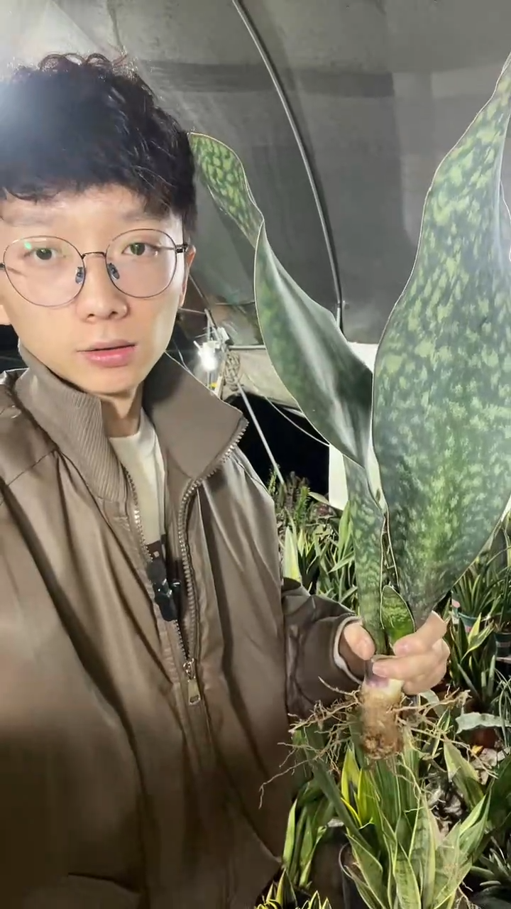 26号翡翠宝镜裸根38.8