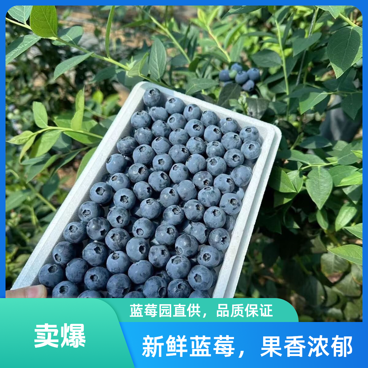 7.5元/盒青岛蓝莓农户直发15-18mm大果当天摘当天发顺丰京东冷链直达2斤新鲜山东省