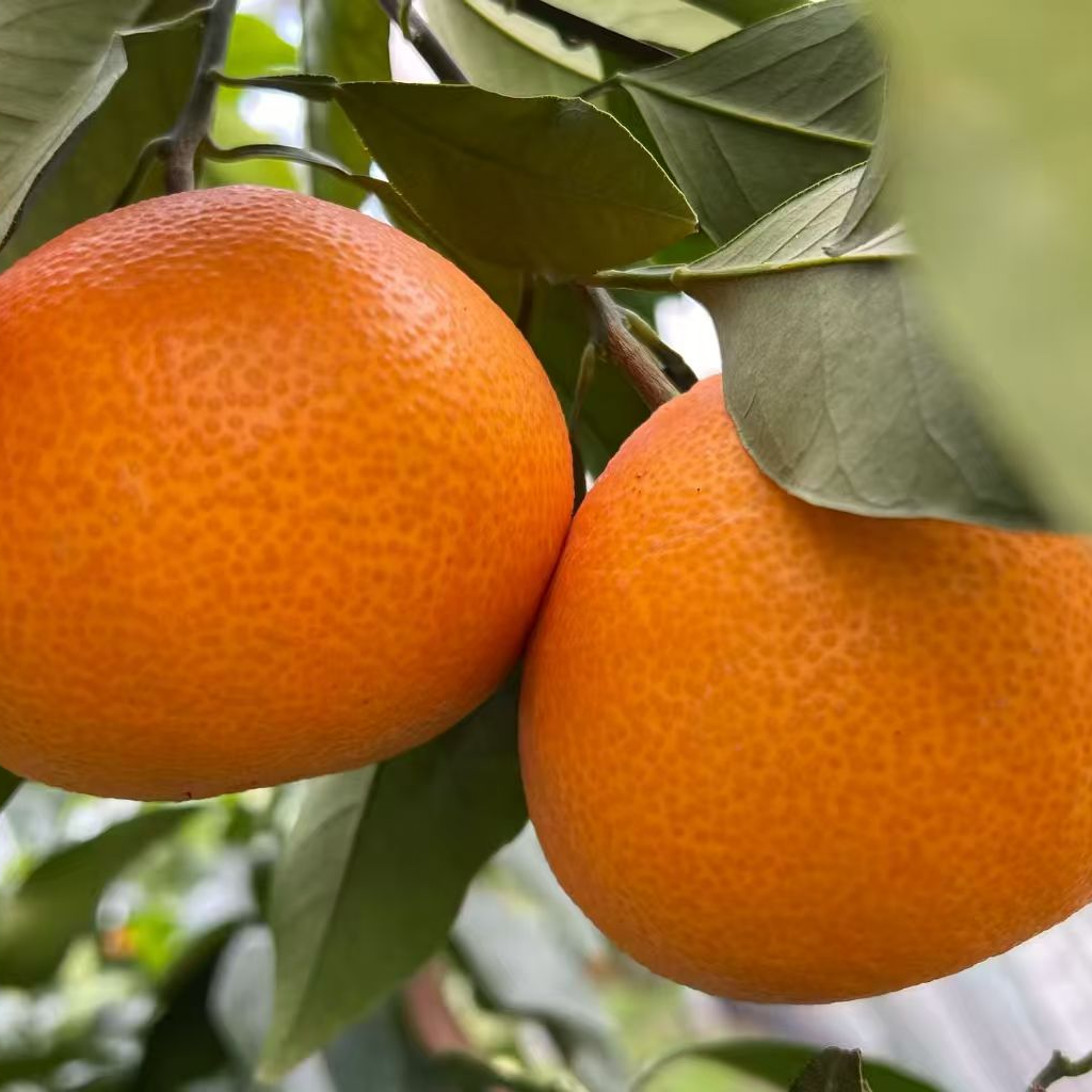 正宗象山海岛高山现摘新鲜水果产地直发清甜多汁