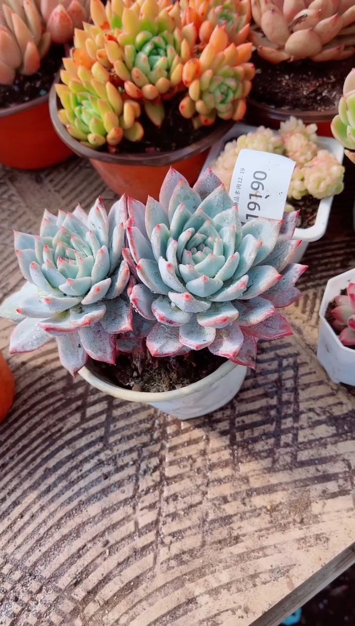 杨****熙跃跃精品多肉19190