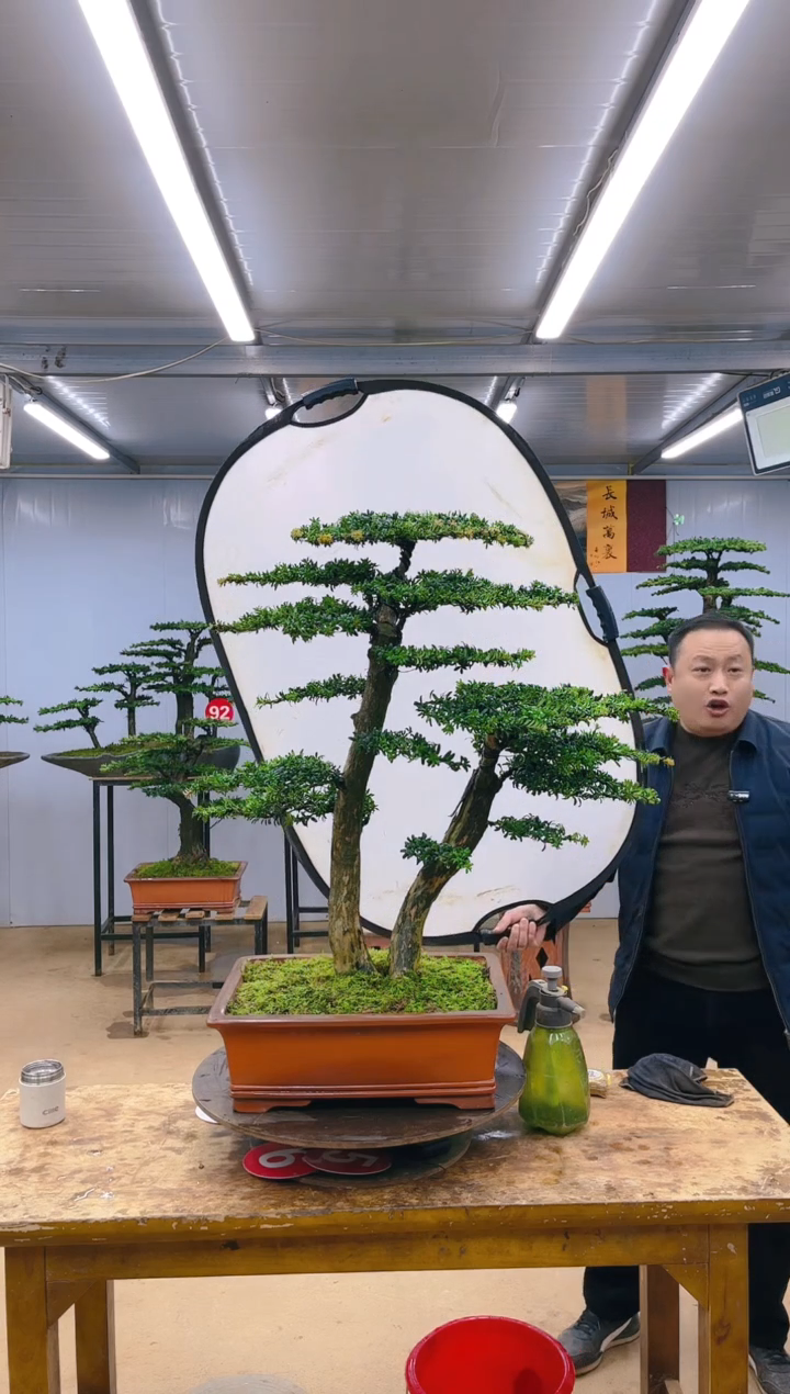 【闪购商品】精品盆景  一物一拍