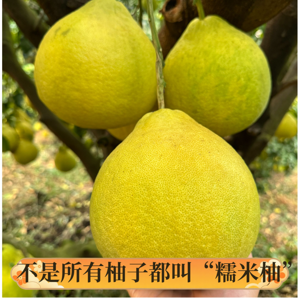【产地直销】广西融水糯米柚贝林糯米柚贝江林场柚子非蜜柚沙田柚