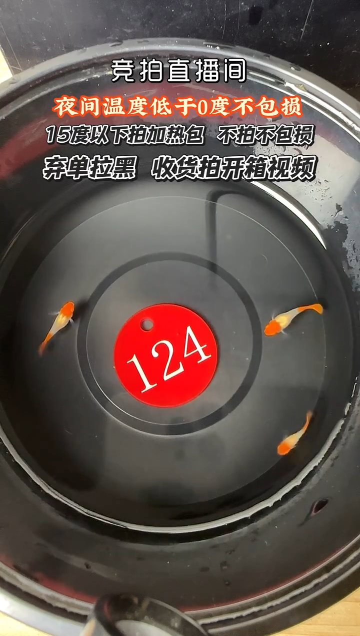 孔雀鱼124 双分手鱼苗三条