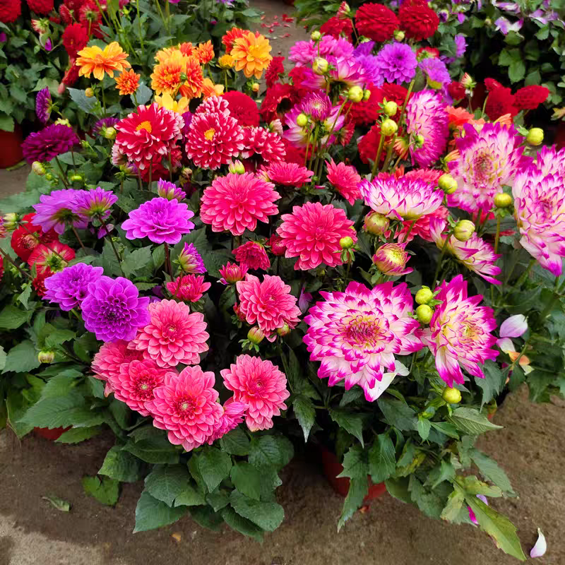 【奶油桃子 盆栽】随机款 同城明天到-全场任意满2单以上鲜花升级顺丰京东包邮