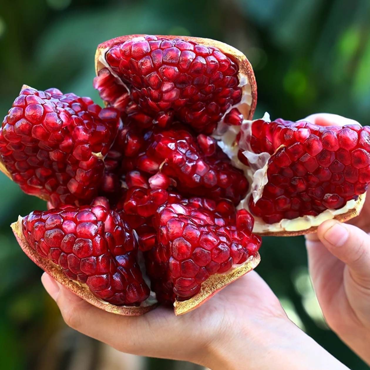 云南突尼斯软籽石榴・悦果礼箱视频美国