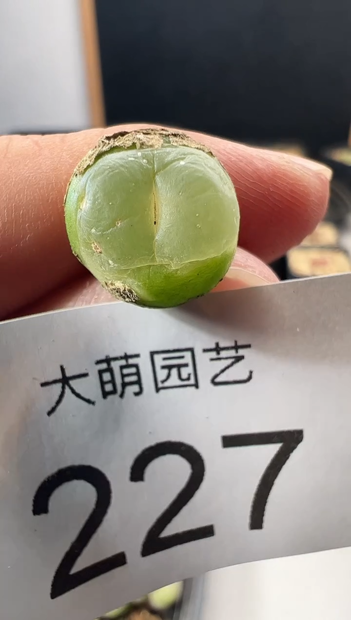 一物一拍         227
