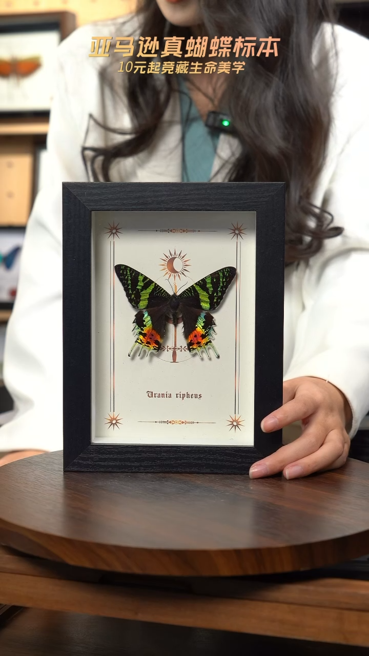 太阳蛾图腾款7寸竖框