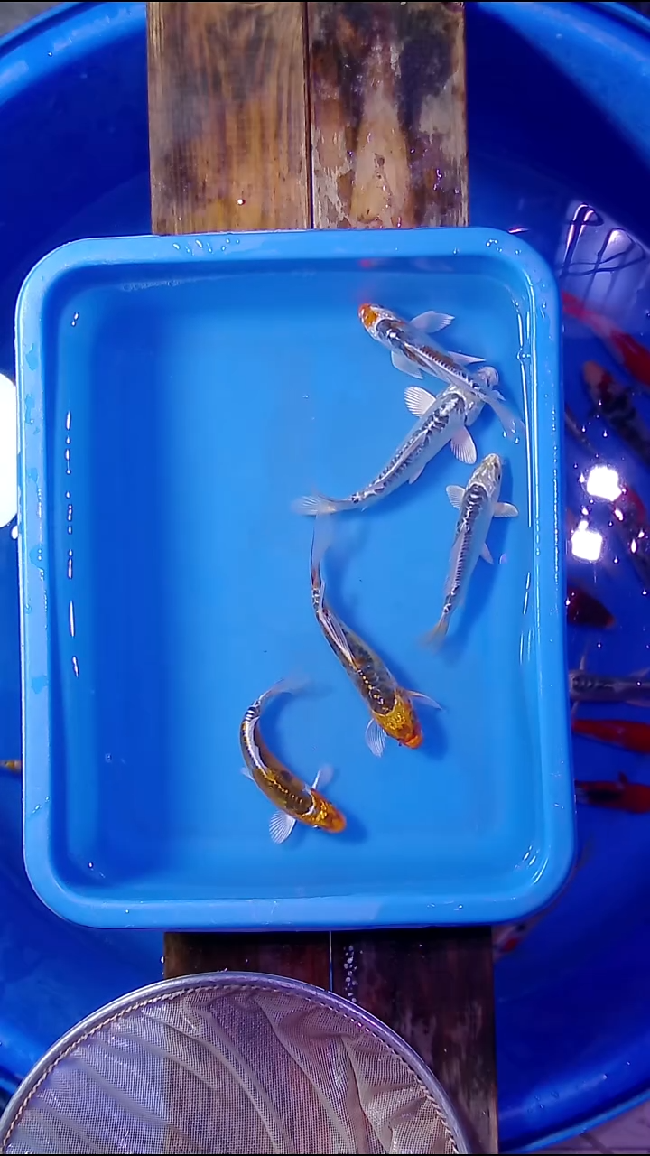 锦鲤直播间菁选一组装5条尺寸15cm左右 12号