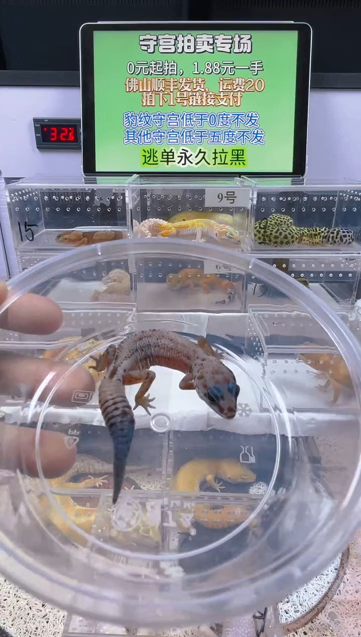 豹纹守宫豹纹守宫肥尾遛弯尾苗子亚成成体