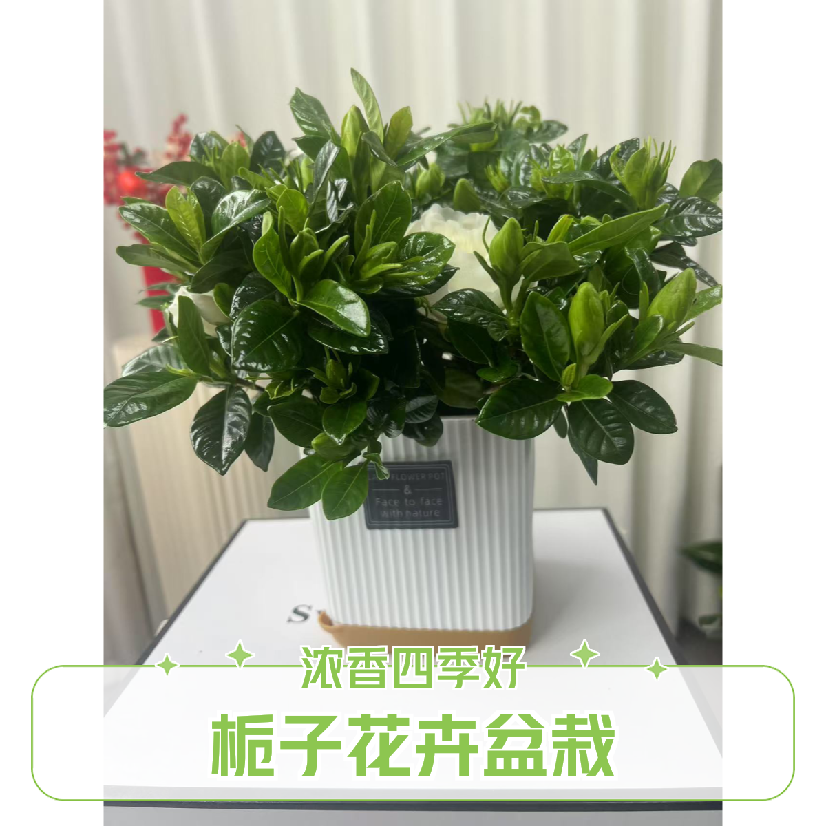 栀子花植物花卉盆栽带花苞室内阳台绿植浓香型四季好