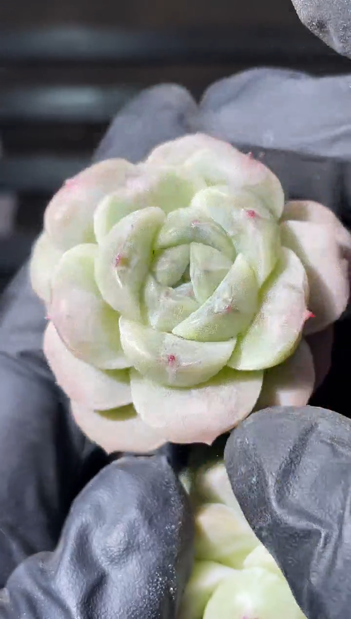 31-12 小殿下2-3厘米量拍发一颗