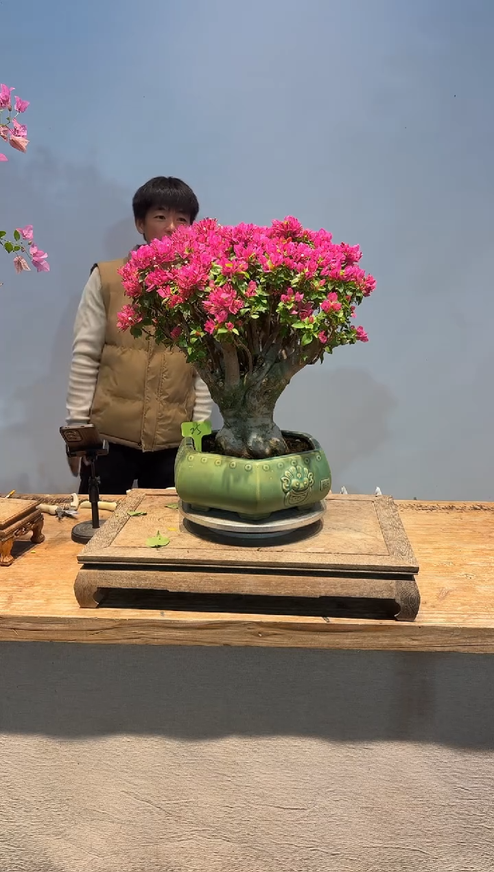 全部花朵凯*.三角梅25