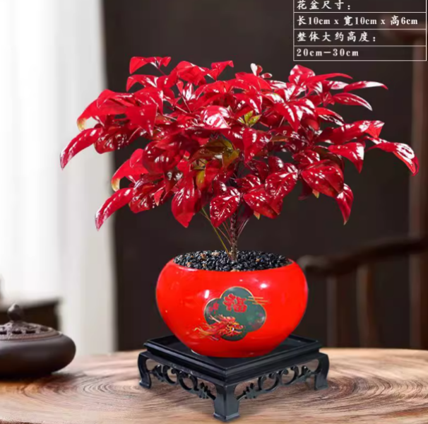 火焰南天竹绿植盆栽盆栽越冷越红室内外四季观叶耐寒好养绿植