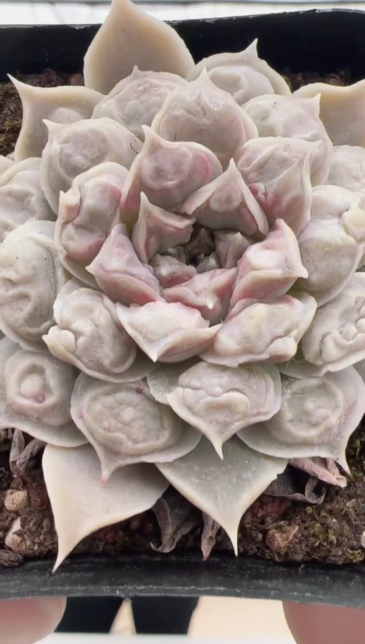 【闪购商品】留财猫-9